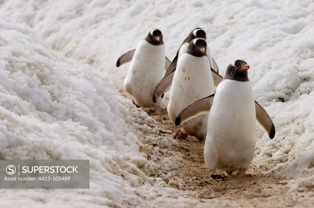 Gentoo penguins walking Gerlache Strait Antarctica peninsula