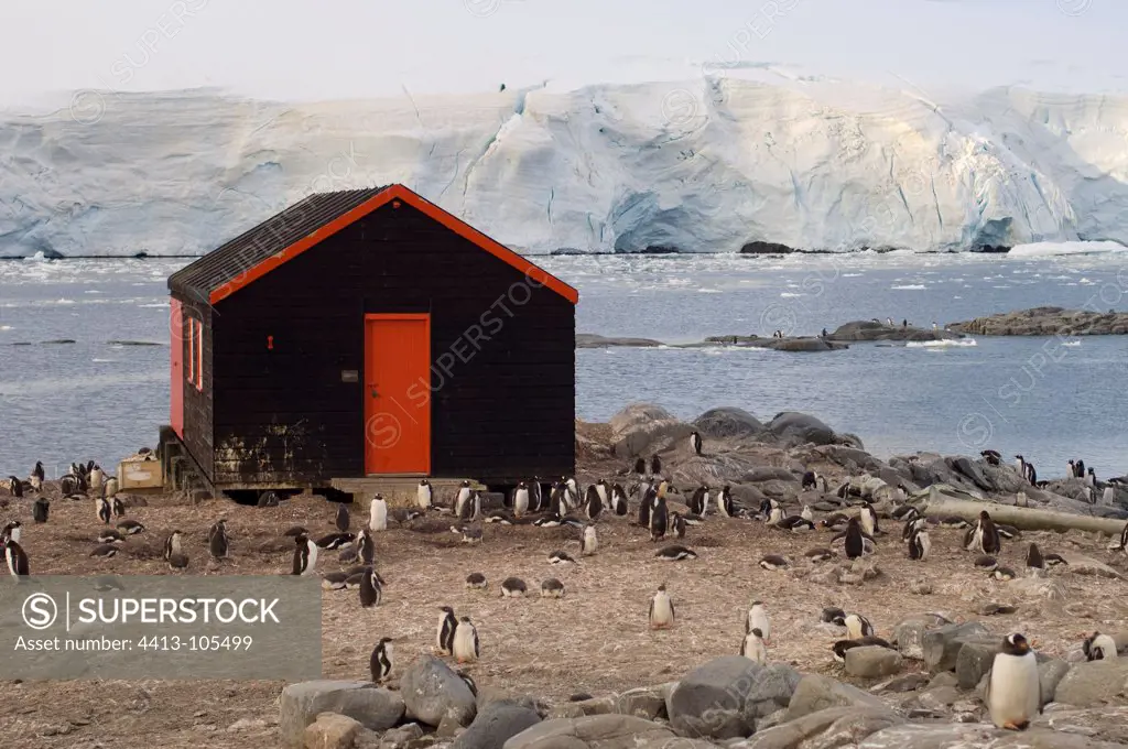 Penguins and cabin Port Lockroy Antarctic Peninsula
