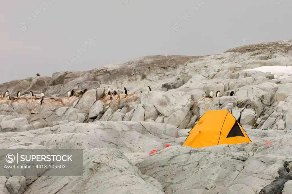 Gentoo Penguin and tent Petermann Island Antarctic Peninsula