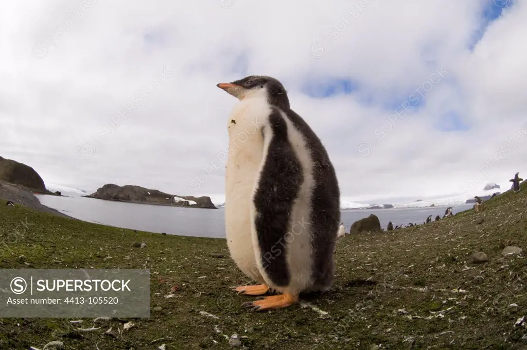 Gentoo penguin Aitcho South Shetland Island Antarctica