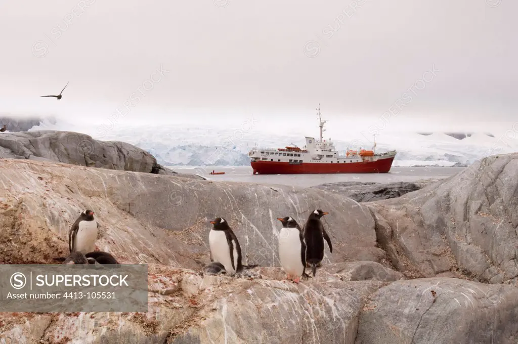 Gentoo Penguins Petermann Island Antarctic Peninsula
