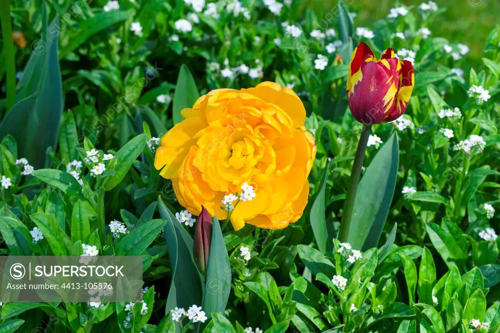 Tulips in bloom in a garden