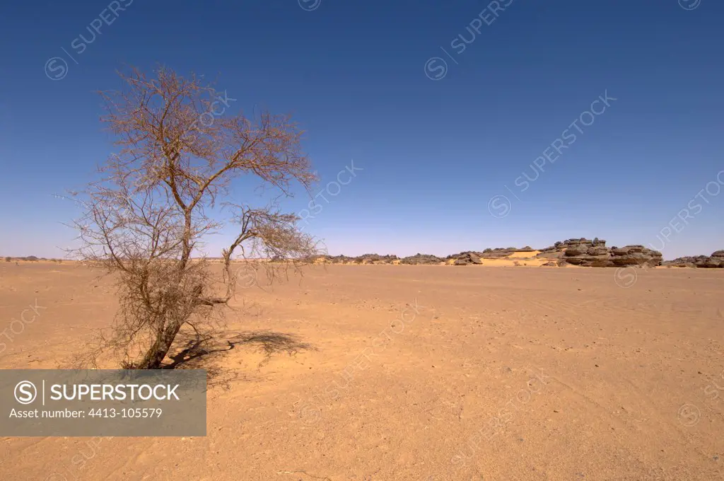 Tree isolated Massif Sahara Desert Akakus Fezzan Libya