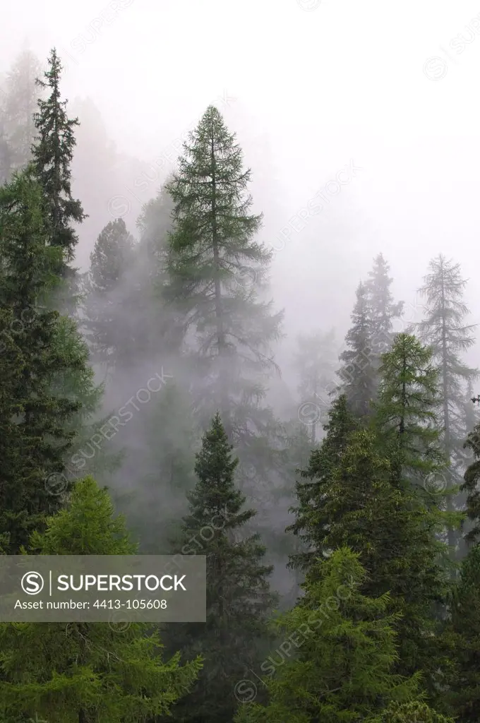Pine and larch trees in the mist in the Grisons Switzerland