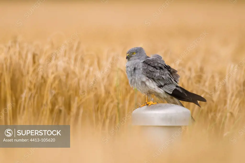 Montagu's Harrier male perched on a wheat field Germany