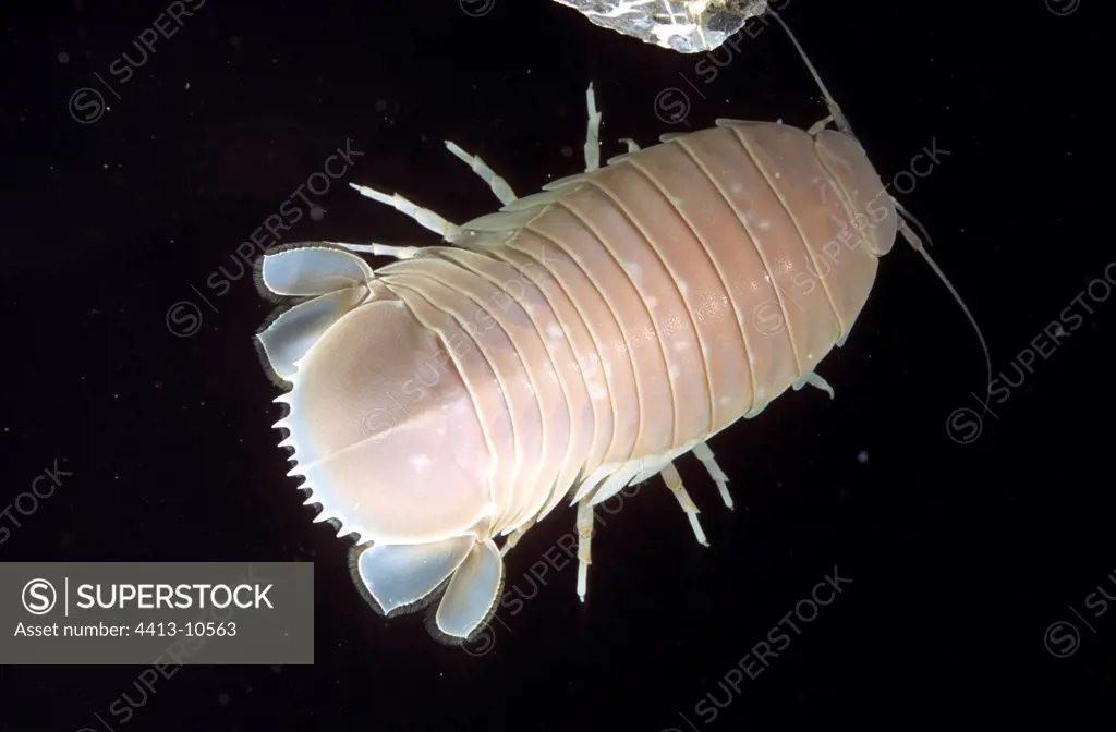 Giant Deep Sea Isopod swimming in sea water