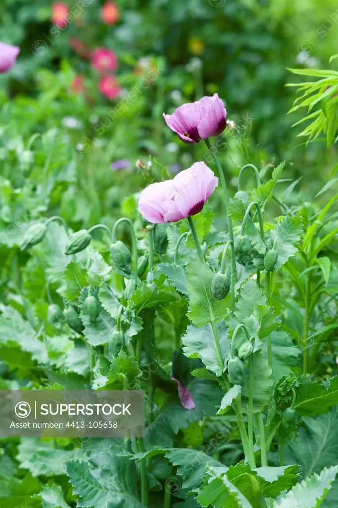 Oriental poppies in bloom in a garden