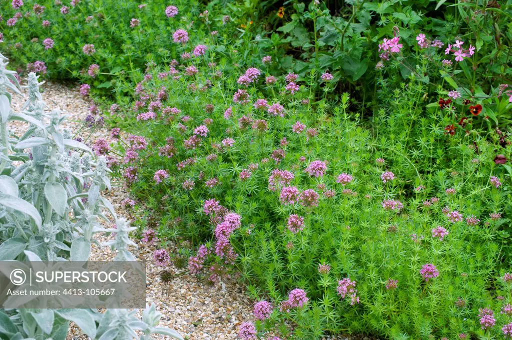 Crosswort in bloom in a garden