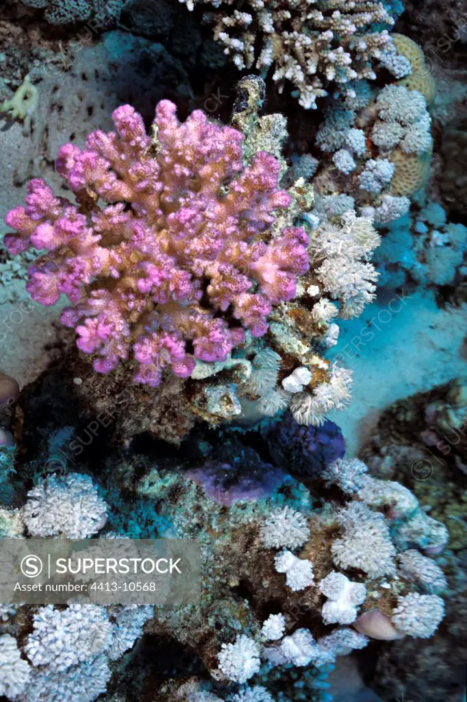 Staghorn Coral Acropora Mangrove Bay Red Sea