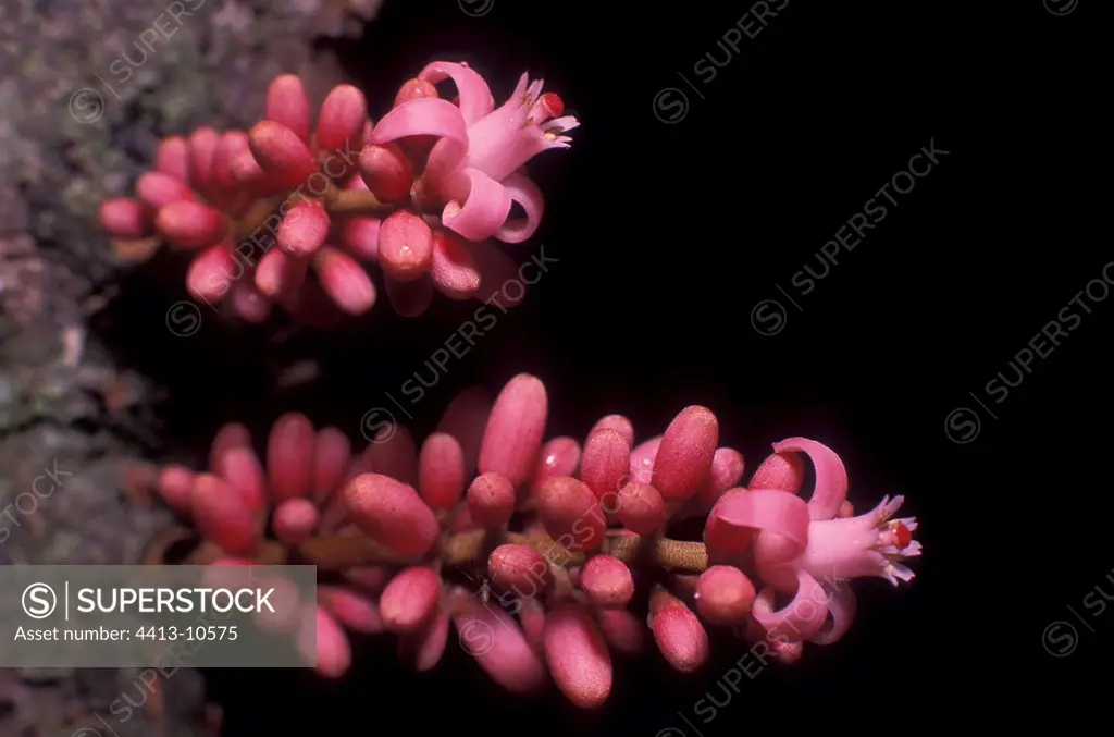Cauliflorous inflorescences of Dysoxylum New Caledonia