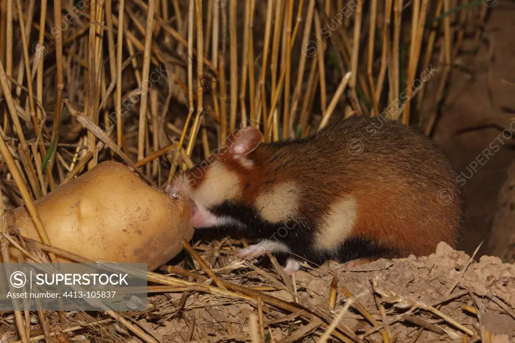 European Hamster adulte feeding before his burrow France