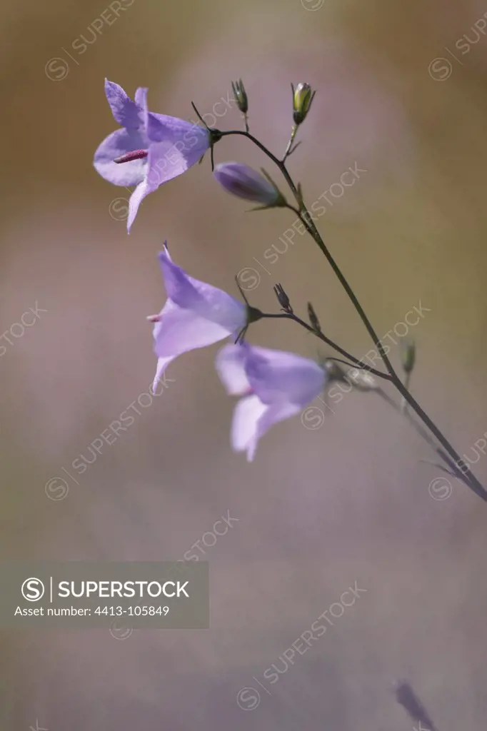 Harebell lin awn dries in summer France