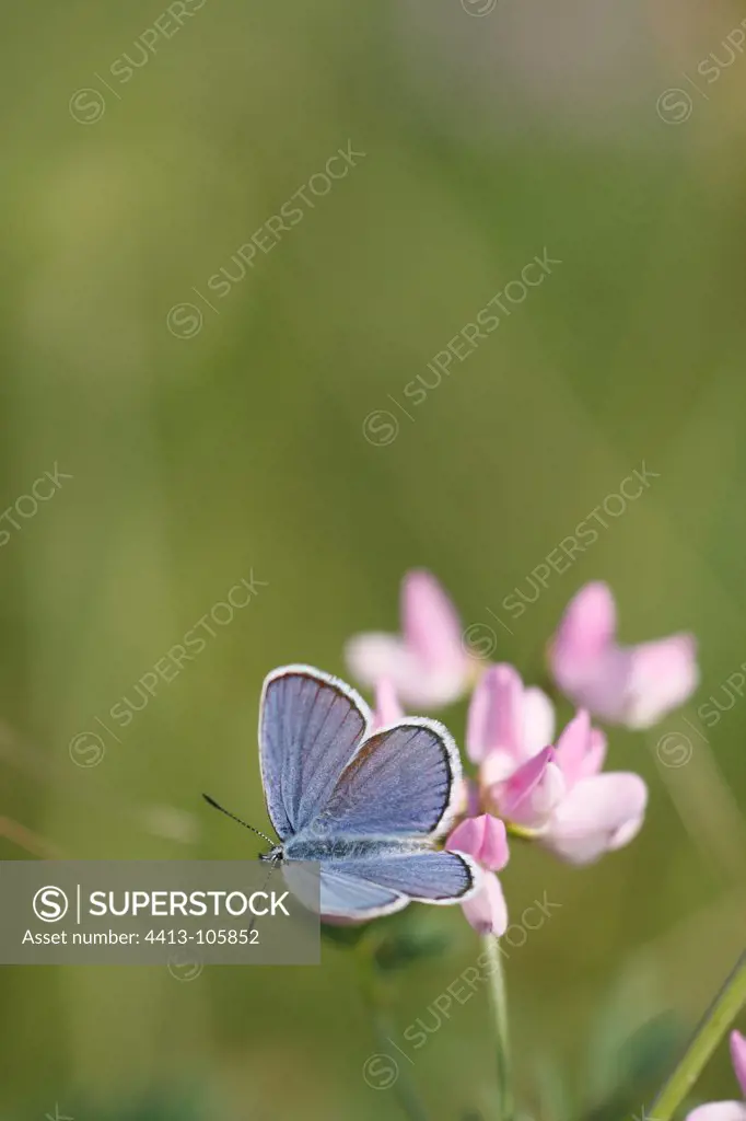 Common blue on a Purple crown-vetch France