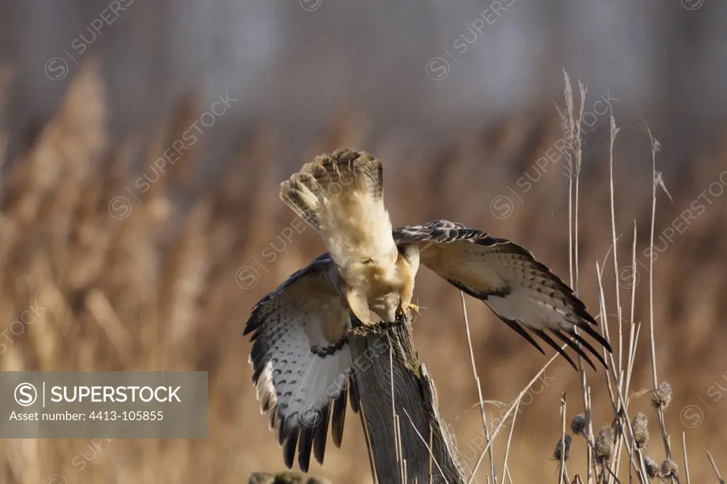 Common buzzard leaning forward tail in the air France