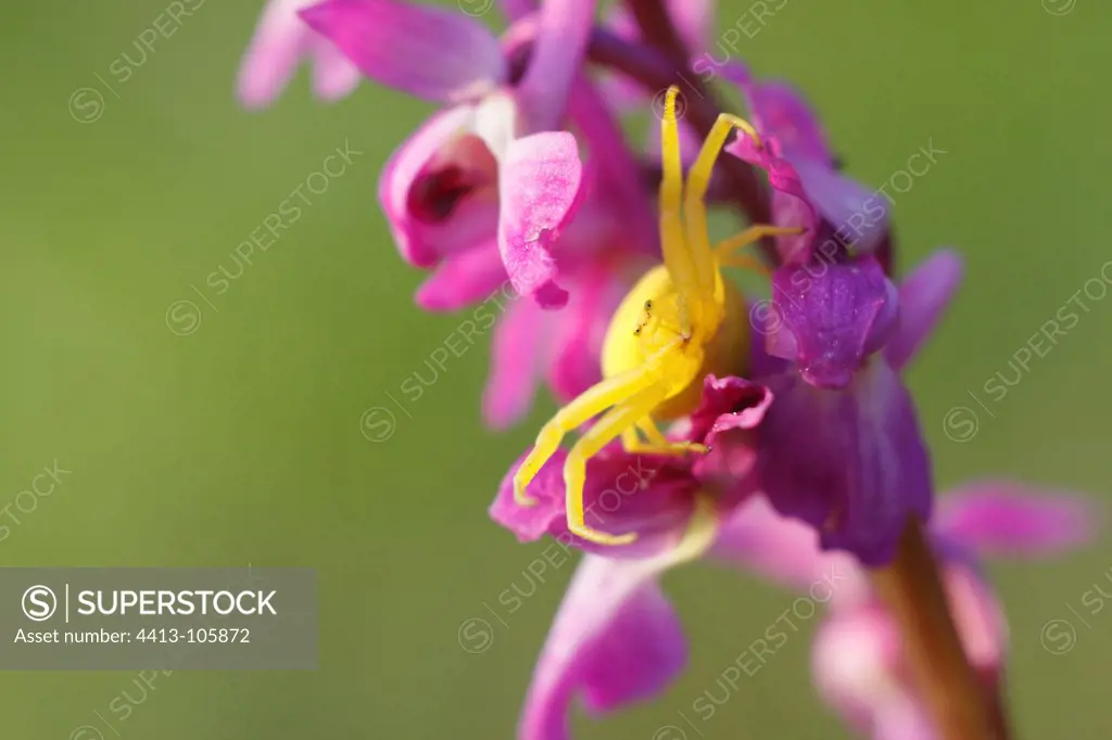 Spider on posture of intimidation on Early purple Orchid