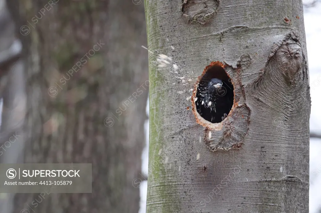 Black Woodpecker at work digging the nest in a trunk France