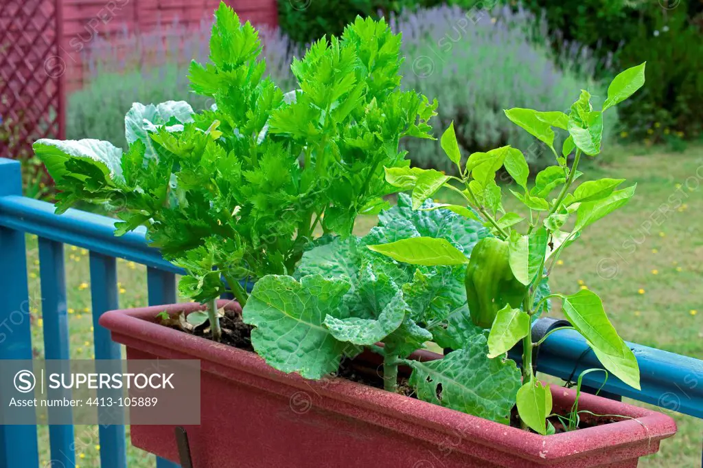 Vegetables on a flower container on a garden terrace