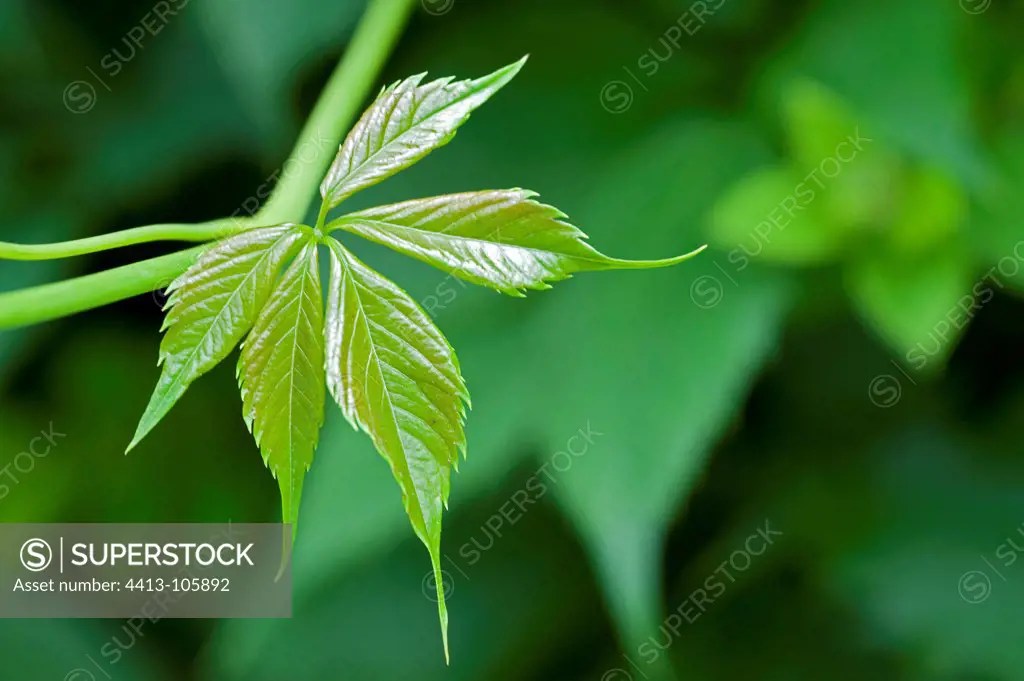 Young leaf in a garden in spring