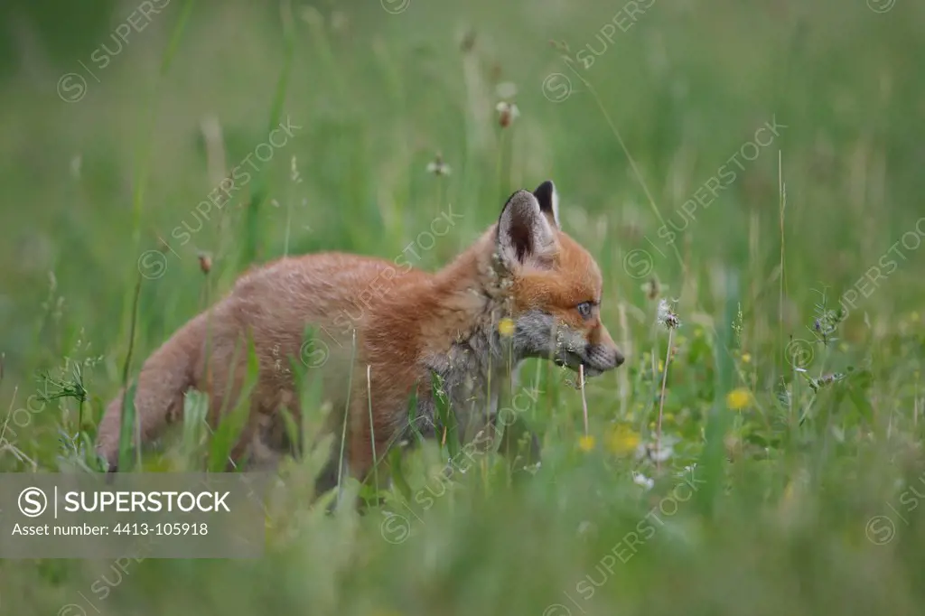 Marauding fox near an orchard France