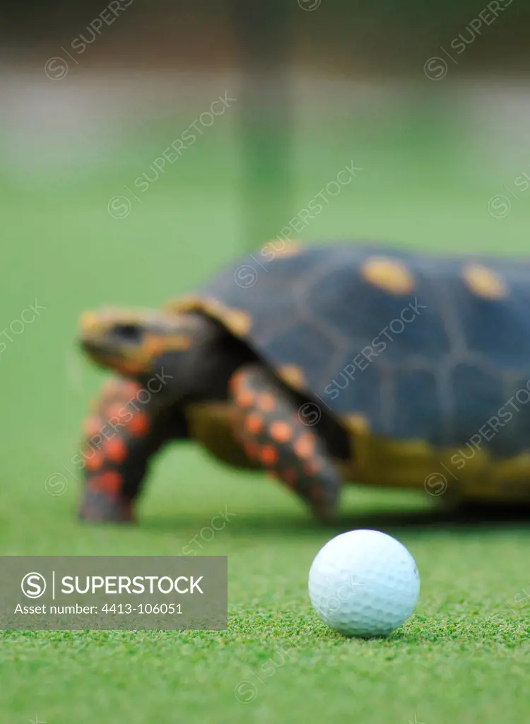 Red-Footed tortoise on the golf at Canouan Island