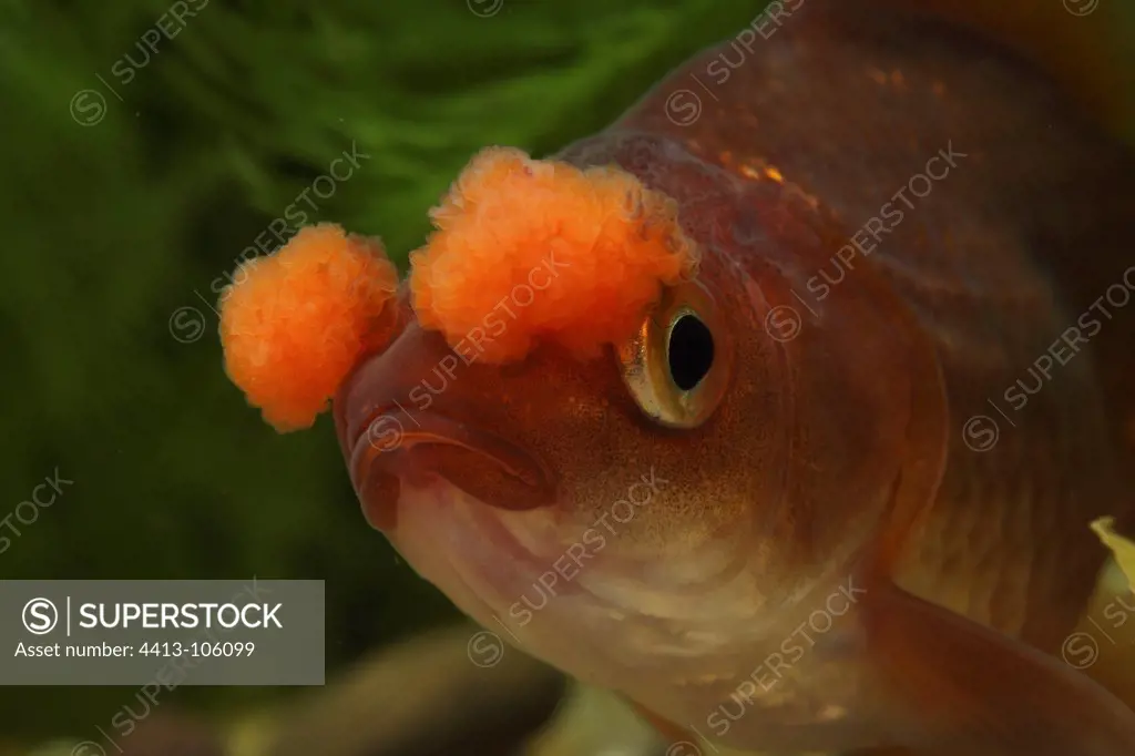 Portrait of tail fan brown to red pompom Goldfish