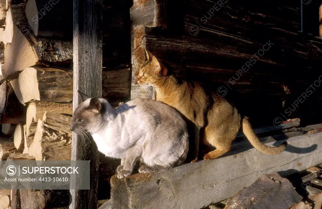Two Cats sunbathing near a wood shelter