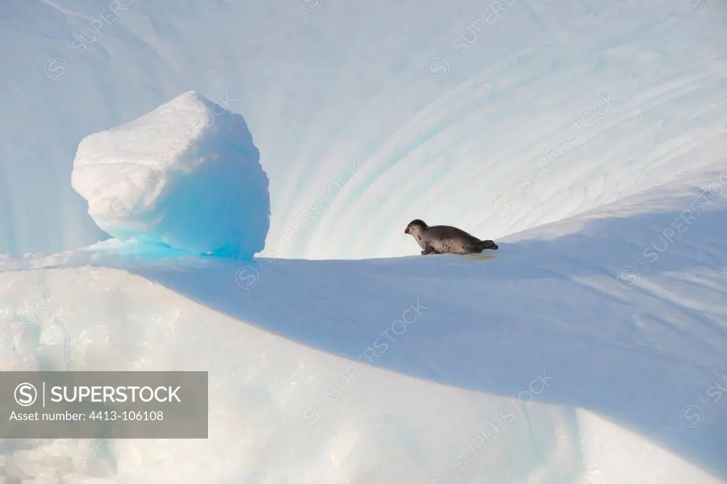 Harp Seal on an iceberg in the Arctic Canada