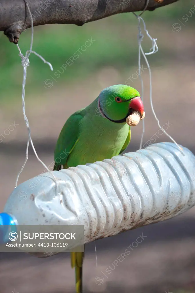 Rose-ringed parakeet feeding in the park of Sceaux France