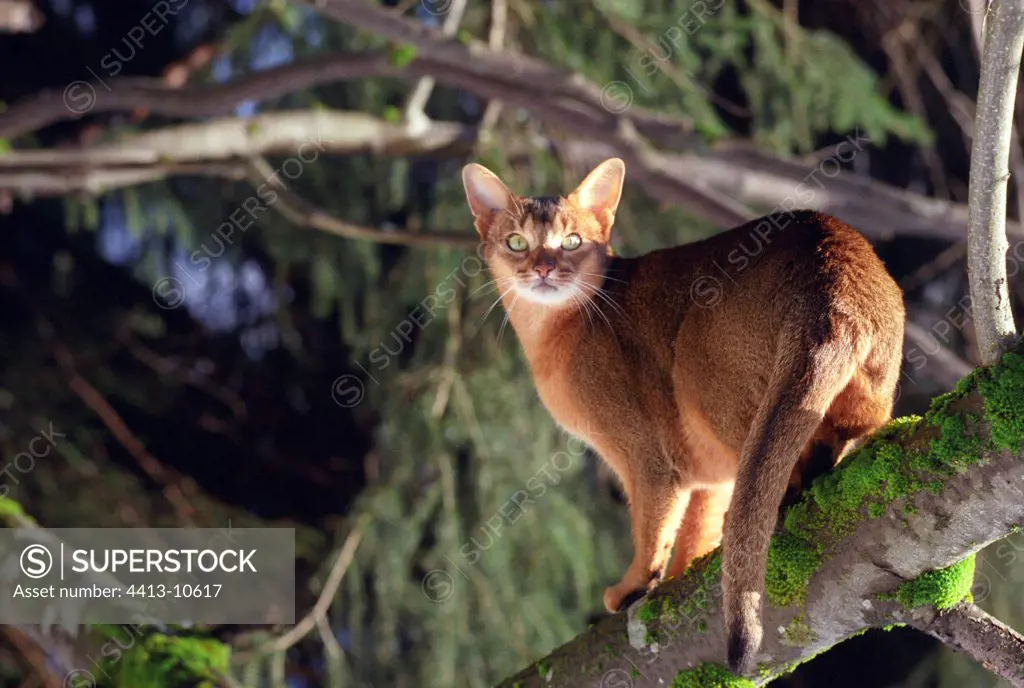 Attentive abyssin cat on a branch