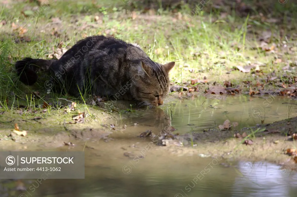 Cat drinking at a water puddle pool