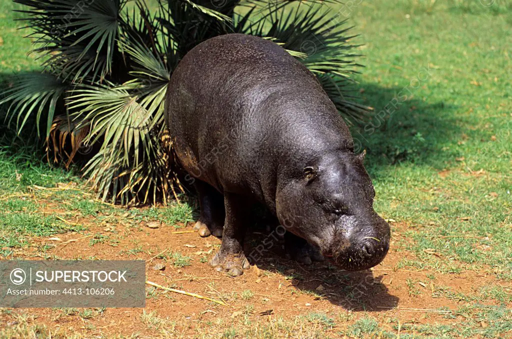 Pigmy Hippopotamus female striking shrub with excrements