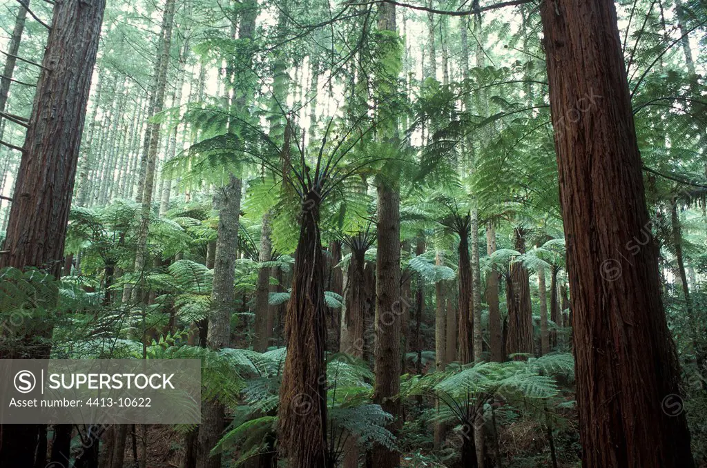 Tree ferns in a Pine undergrowth New Zealand