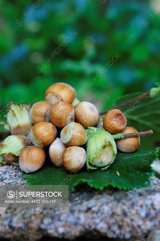 Hazelnuts covered with dew on a stone Granite France