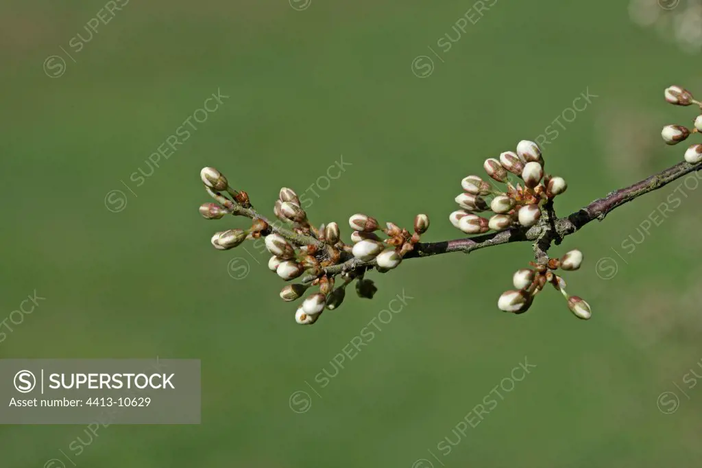 Blackthorn flowers in bud