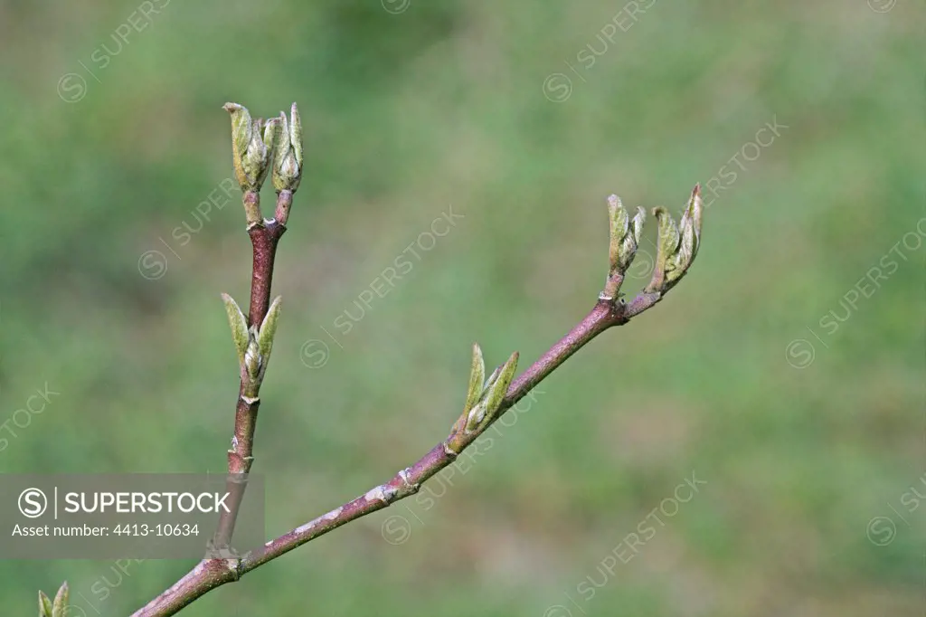 Young Leaves of Common dogwood