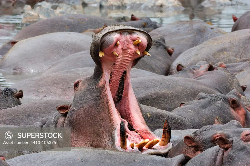 Common Hippopotamus mouth open Serengeti NP Tanzania