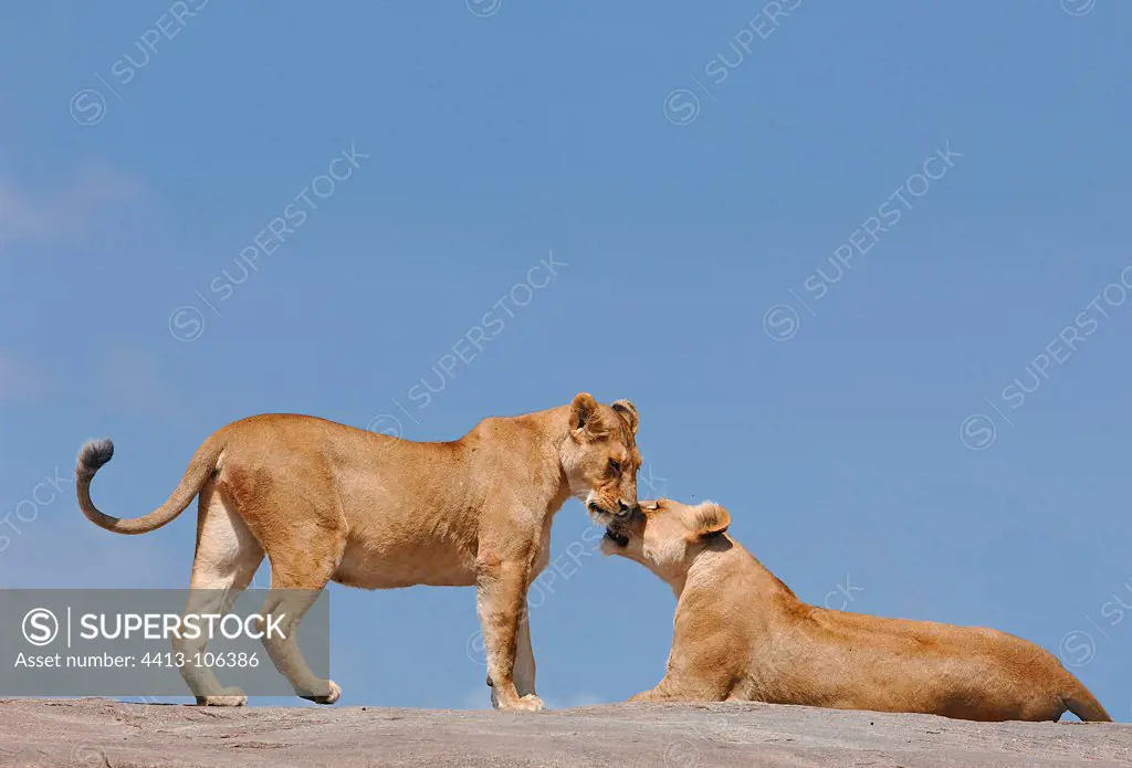 African lionness on a rock Serengeti NP Tanzania