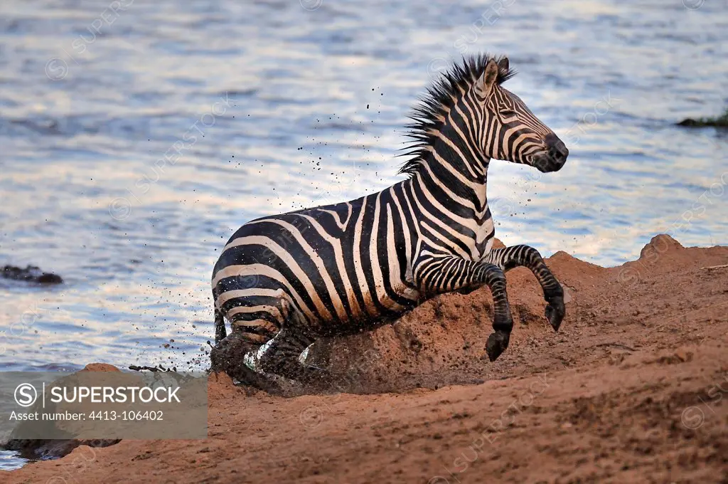 Plains Zebra leaving the river rushed Kenya