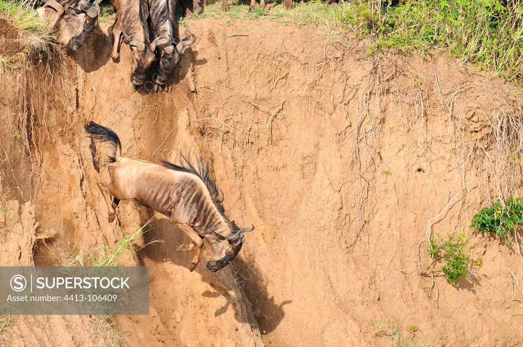 Common Wildebeest Migration in the Masaï Mara NR Kenya