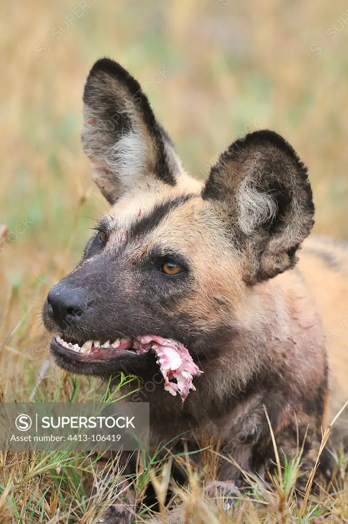 African Wild Dog eating a young Impala Botswana