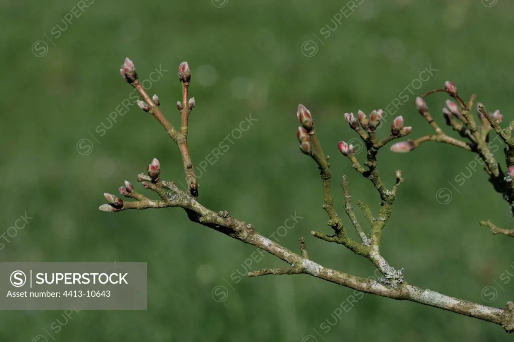 Buds of Hedge maple