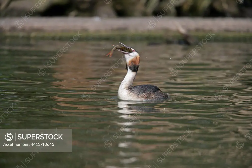 Great crested grebe eating a fish United-Kingdom