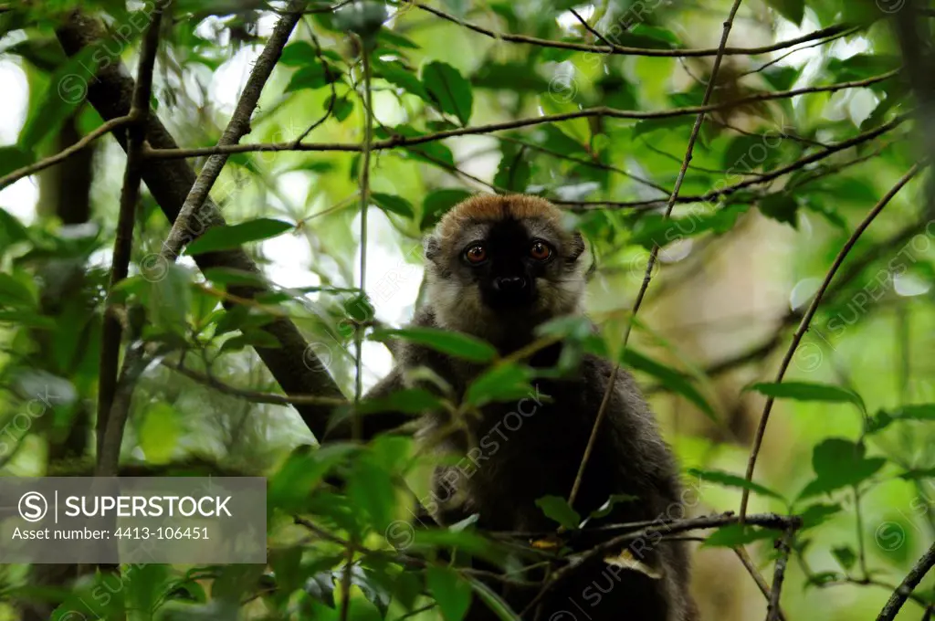 Golden bamboo lemur on branch Ranomafana Madagascar