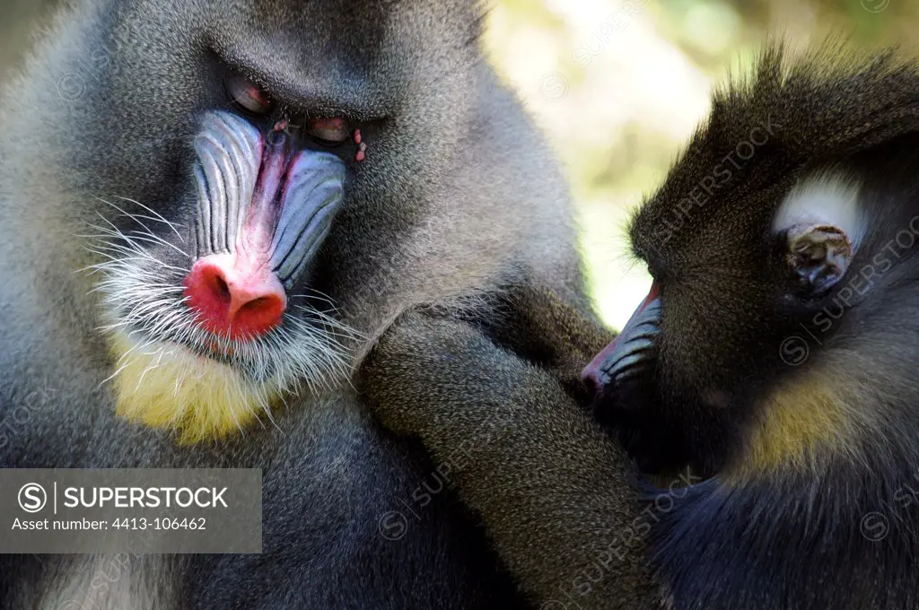 Mandrill males grooming Monkeys valley France