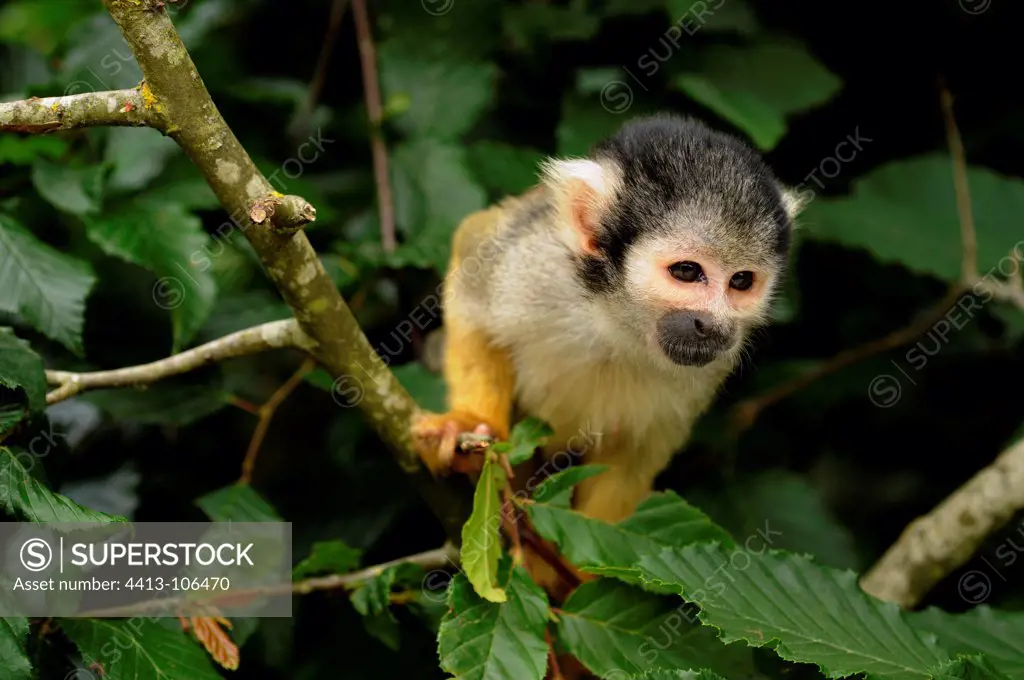 Peruvian squirrel monkey on a tree Monkeys Valley France