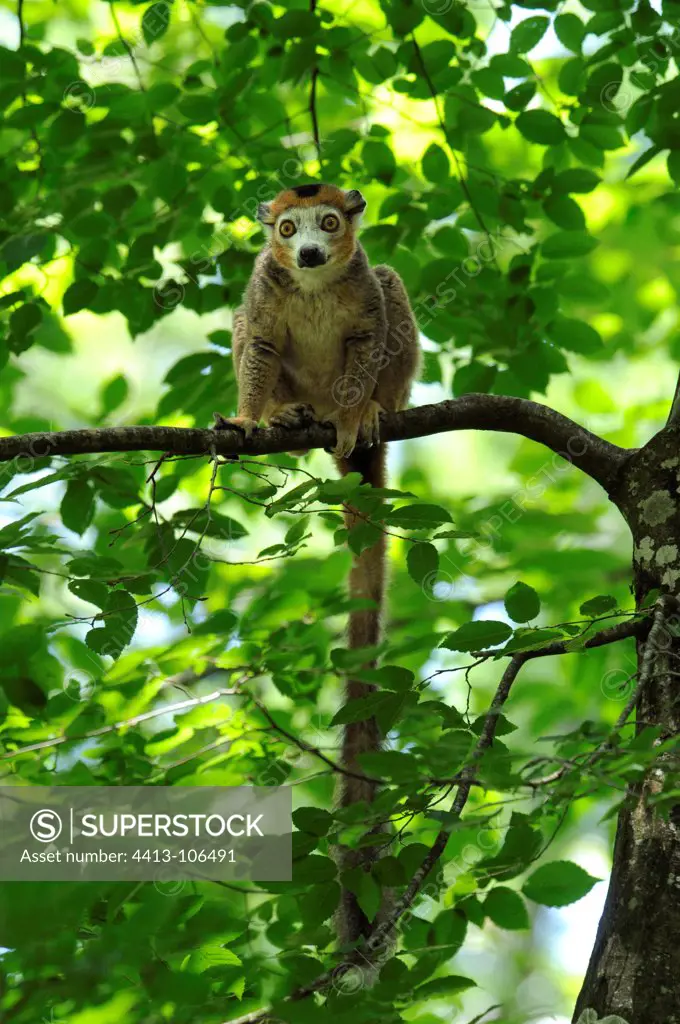Crowned Lemur on a branch Monkeys valley France