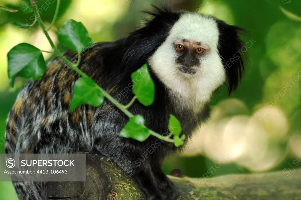 Geoffroy's marmoset Monkeys valley France