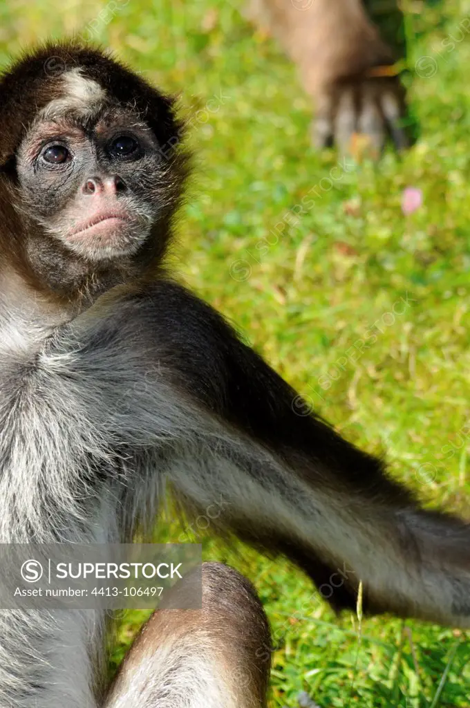 White-bellied spider monkey Monkeys Valley France