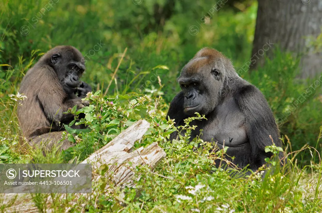 Western Lowland Gorillas on ground Monkeys Valley France