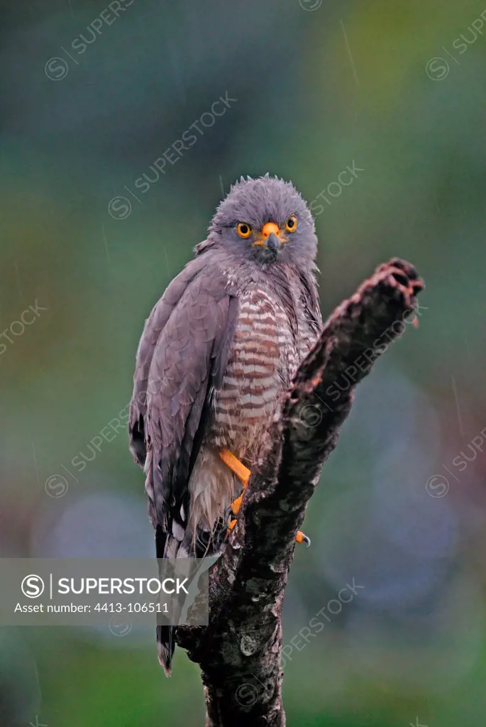 Road side Hawk on the lookout in the rain French Guiana
